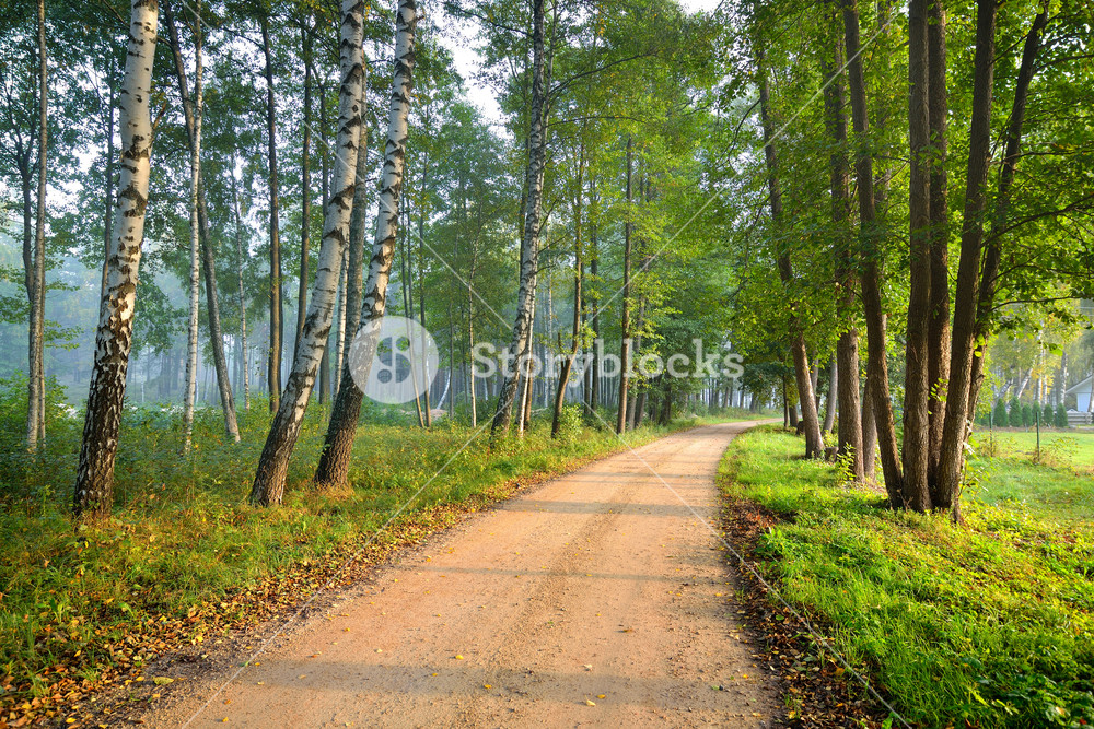 A Scenic Road Through a Serene Forest at Dawn Royalty-Free Stock Image ...