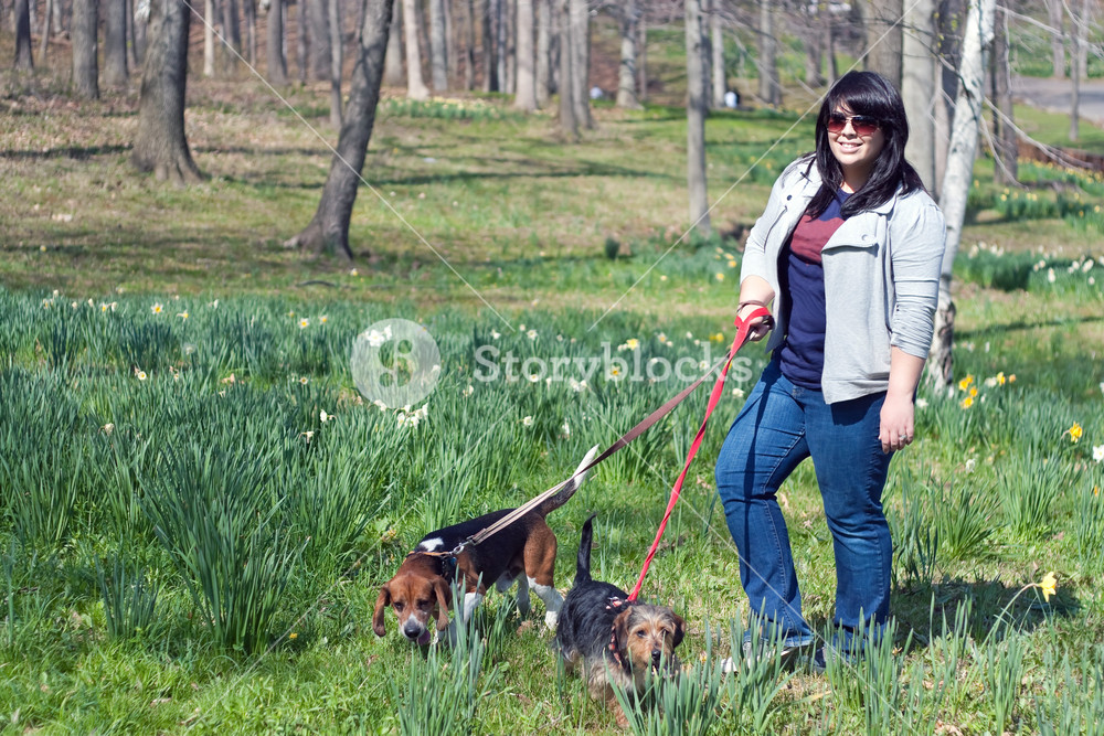 A woman walking her two dogs in the park on a sunny day. Royalty-Free ...