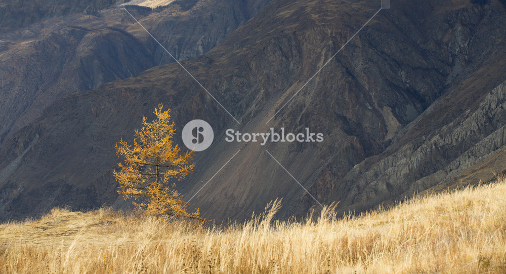 Tree with yellow leaves in a golden field at the base of a mountain ...
