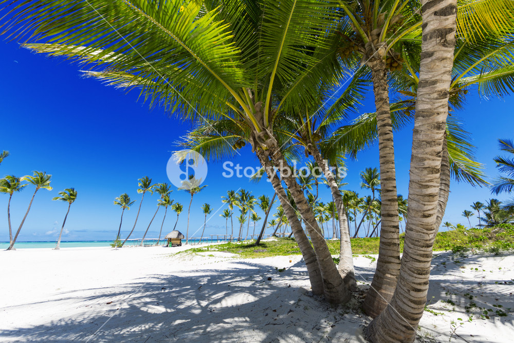 Palm trees at a tropical beach resort Royalty-Free Stock Photo SBI ...