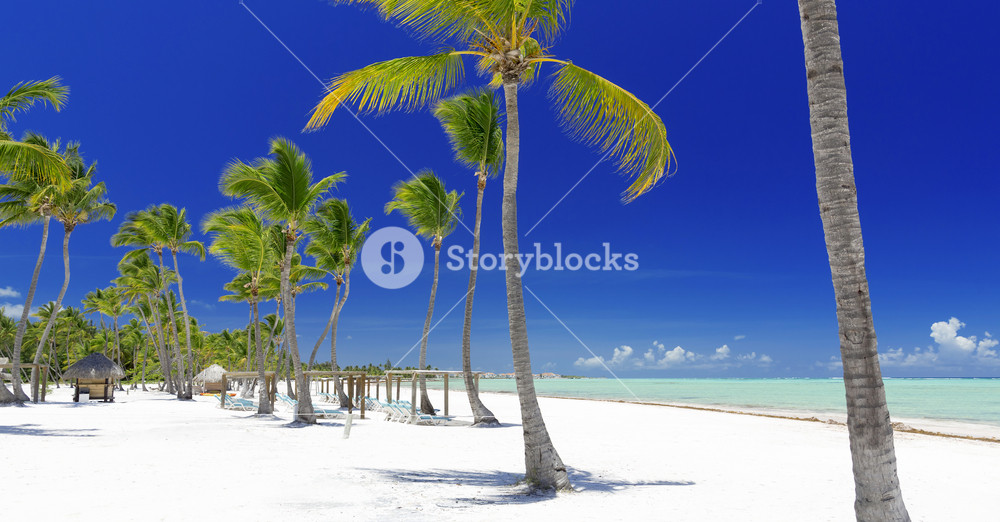 Palm trees at a tropical beach resort Royalty-Free Stock Photo SBI ...