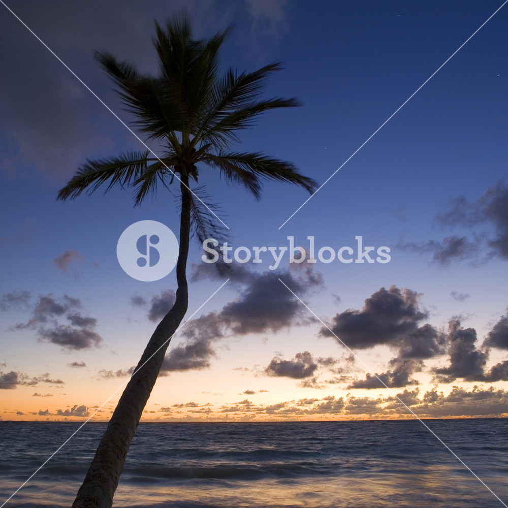 Palm tree silhouetted on the beach at sunset Royalty-Free Stock Photo ...