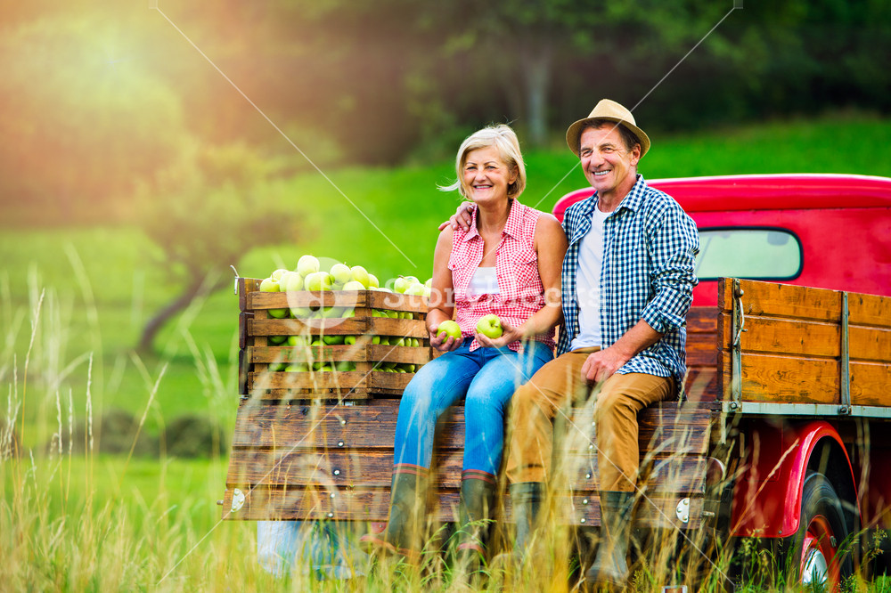 Senior couple sitting in back of vintage red pickup truck, after harvesting apples