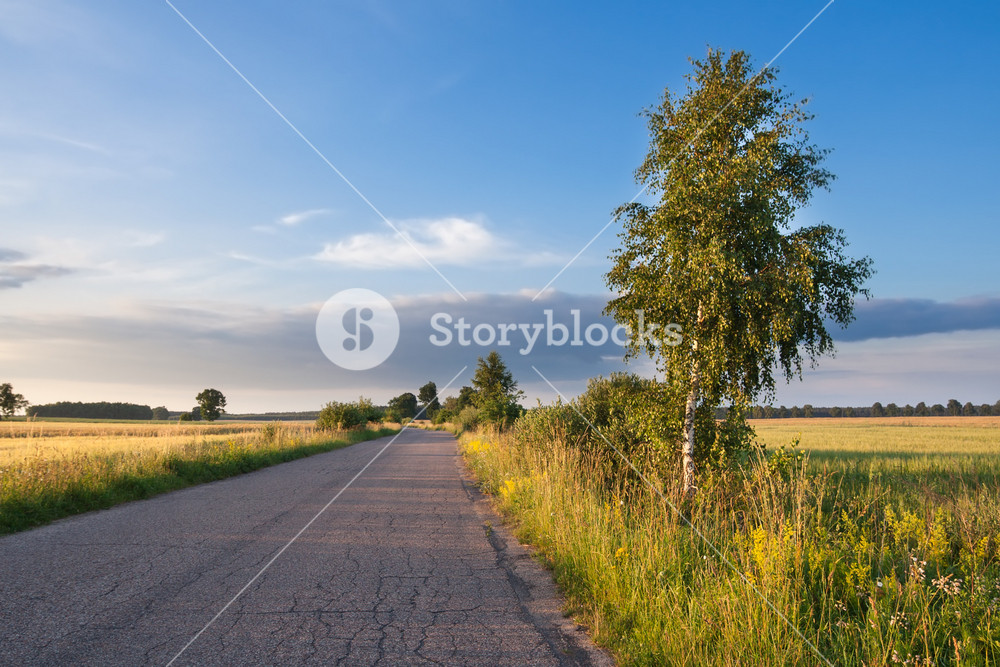 Asphalt rural road near village photographed in good golden hour light ...