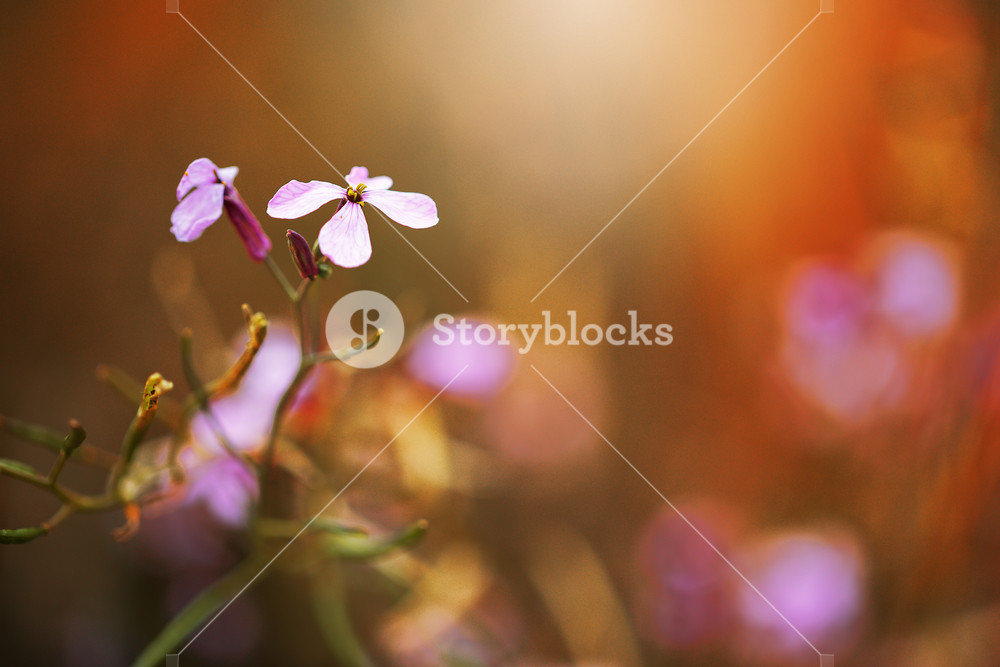 Beautiful Spring Lilac Flower on Colorful Background in Nature Field. Fresh Morning Outdoor Photo.