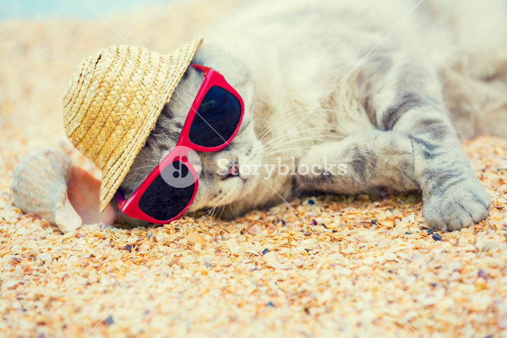 Cat wearing sunglasses and sun hat relaxing on the beach Royalty-Free ...
