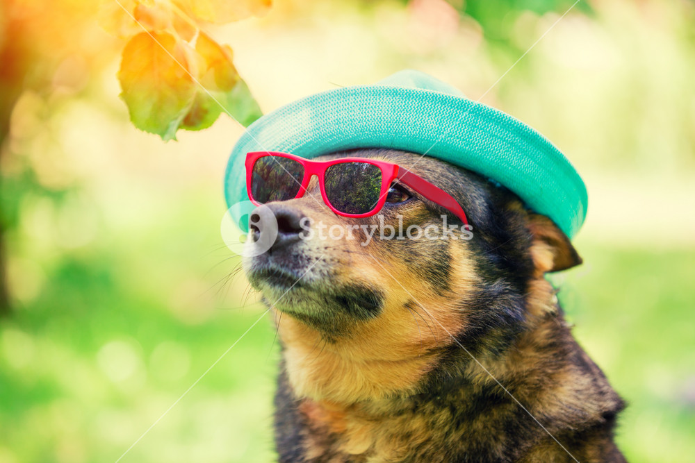 Fashion portrait of a dog wearing summer hat and sunglasses sitting ...