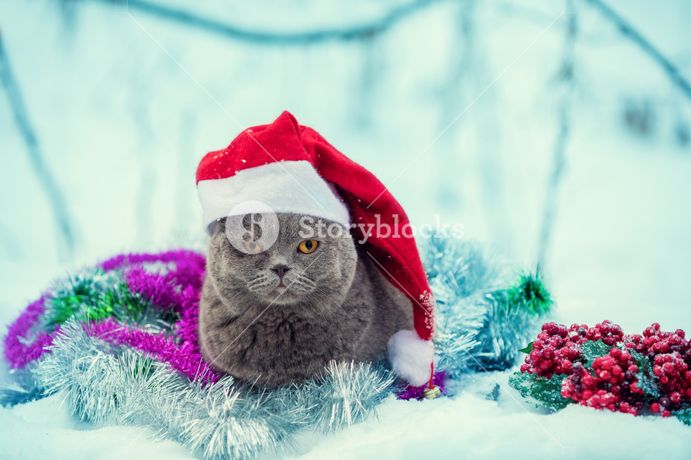 Portrait of a Blue british shorthaired cat wearing santa hat entangled in colorful Christmas tinsel. Cat walking in the snow outdoor