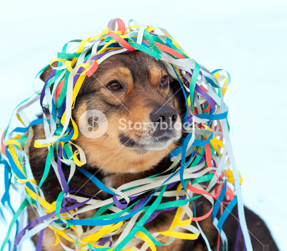 Portrait of a dog entangled in colorful serpentine. Dog walking in the snow outdoor