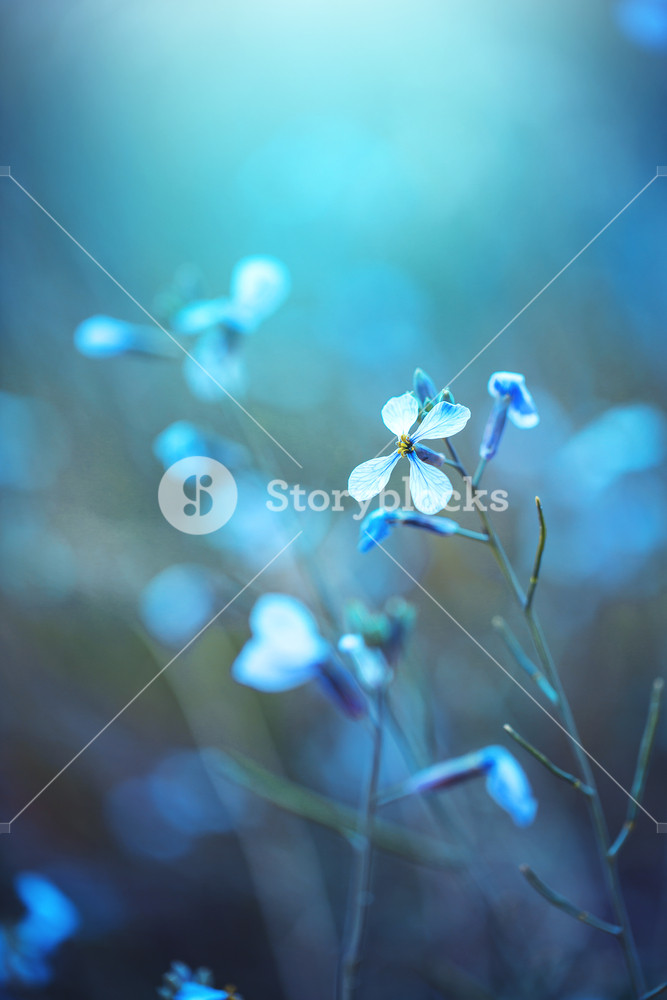Spring Nature Flower on Blue Background: Outdoor Vintage Photo of Beautiful Wild Meadow Plant