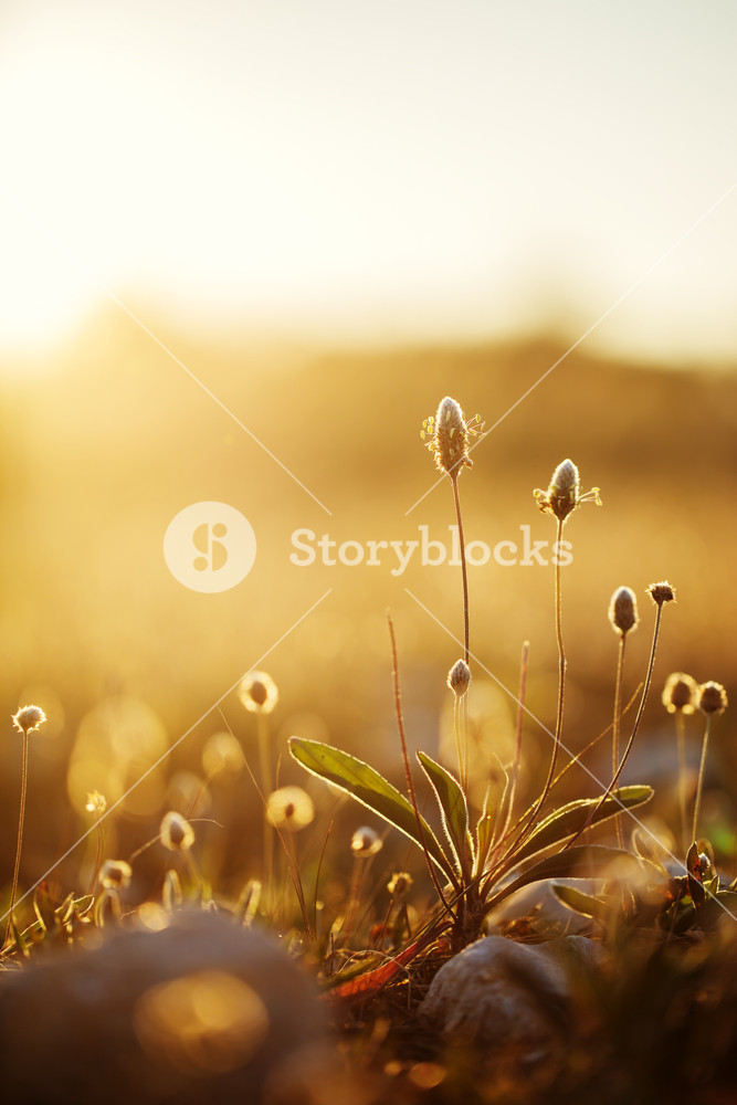 vintage wild meadow plants in spring field in morning on natural yellow orange sunny background. Outdoor fresh photo