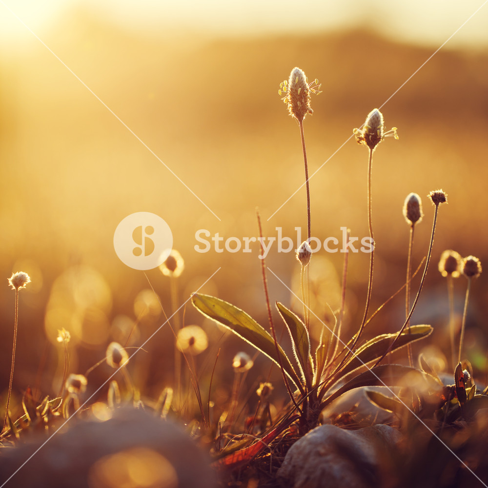 vintage wild meadow plants in spring field in morning on natural yellow orange sunny background. Outdoor fresh photo