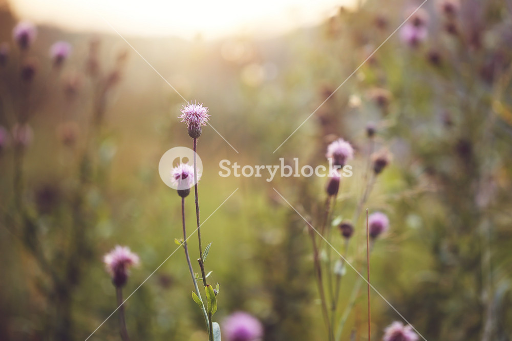 wild meadow pink flowers in autumn field in evening natural sunshine background. Vintage outdoor autumn photo
