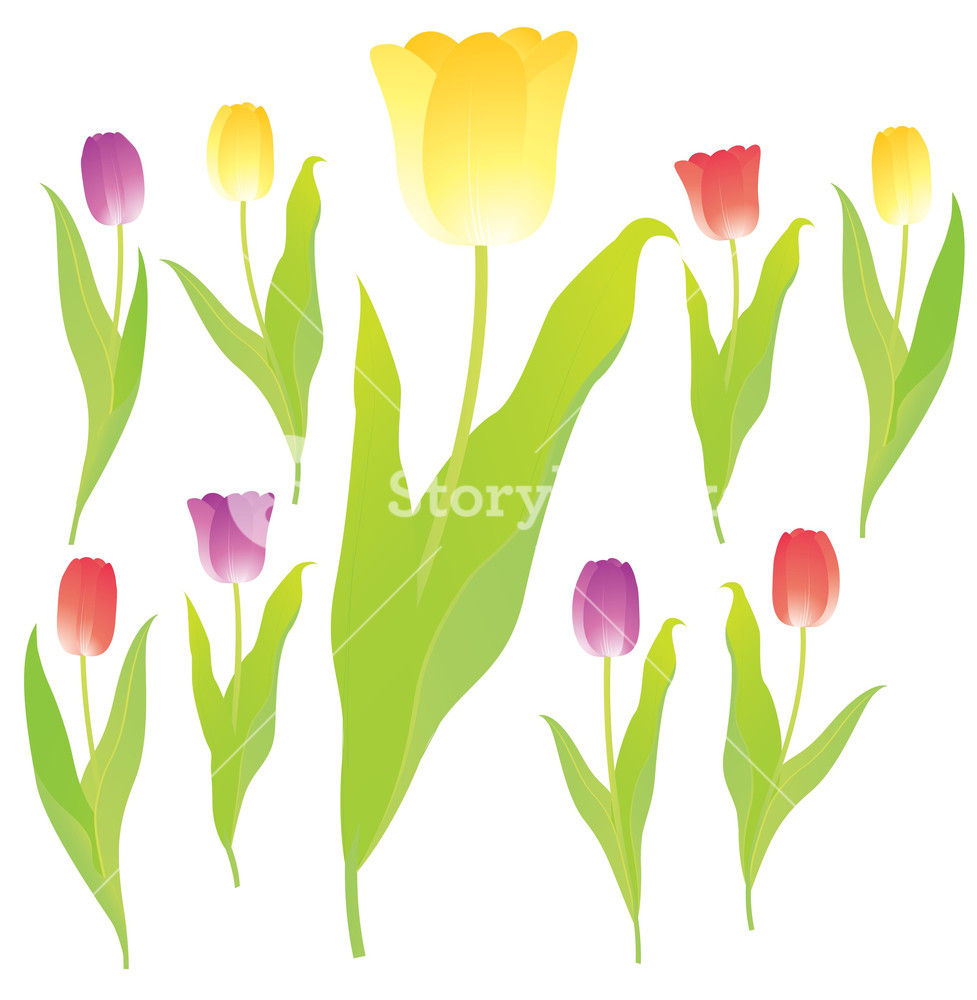 Vector Tuplip Tulips. Vector. Royalty-Free Stock Vector SBI-300152761 - Storyblocks