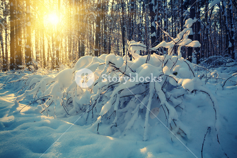 Sunrise in the winter forest Royalty-Free Stock Photo SBI-300878190 ...