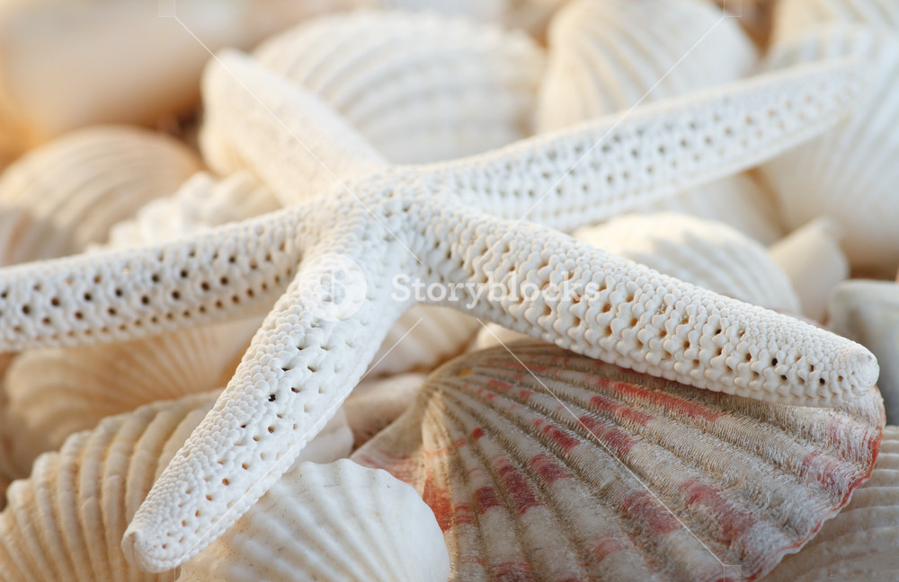 White Finger Starfish And Seashells Royalty-Free Stock Illustration SBI ...