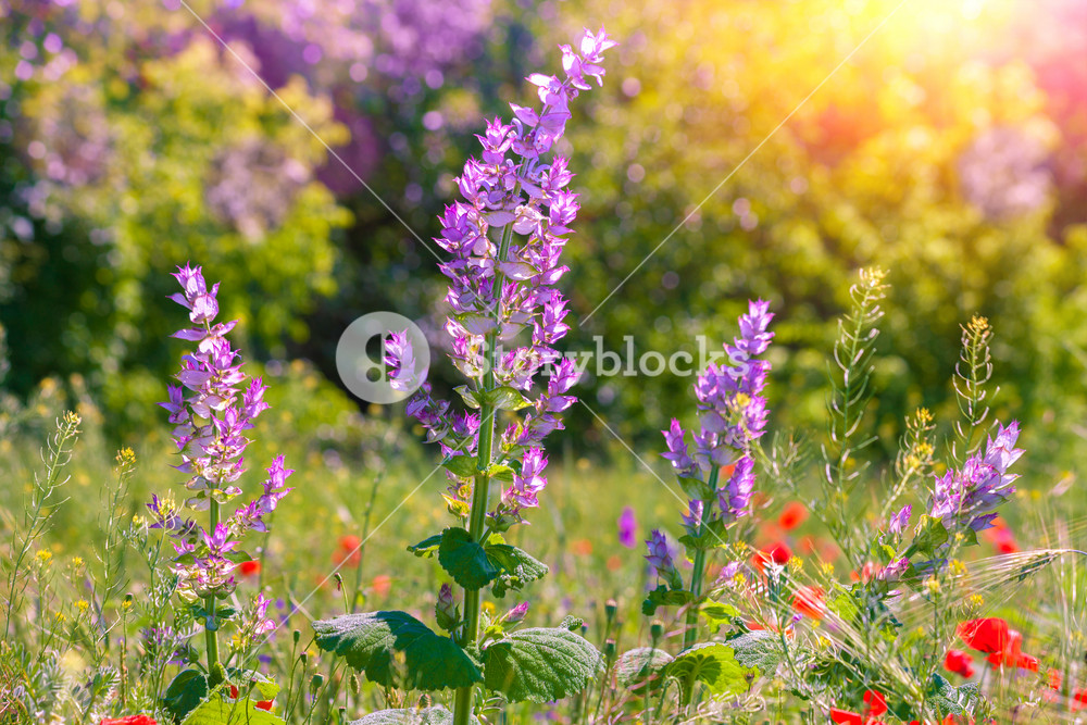 Wild flower field in summer Royalty-Free Stock Photo SBI-300913825 ...