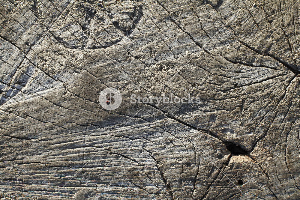 Wood Stumps 4 Texture Royalty-Free Stock Illustration SBI-300072124 ...