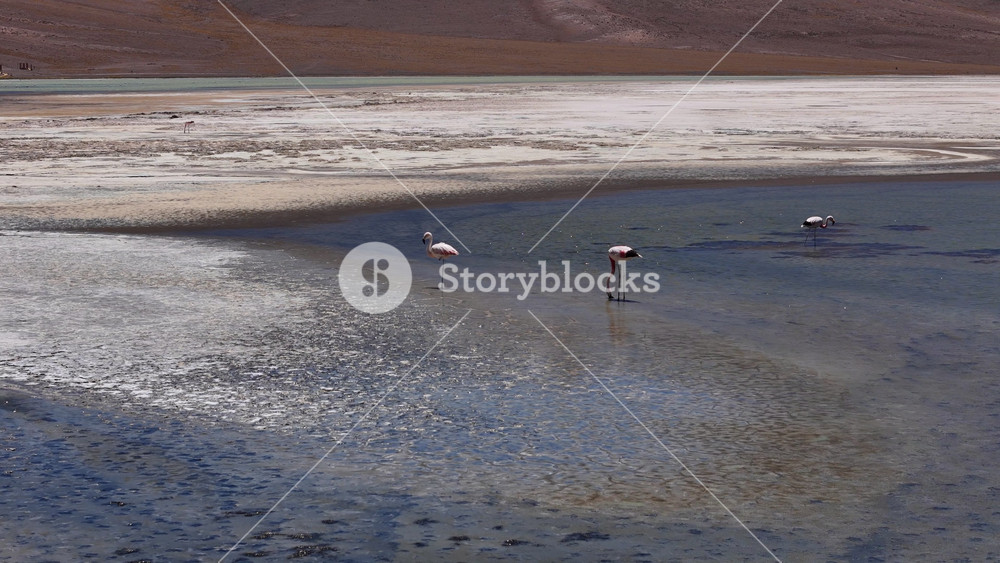 A few flamingos rest in the shallow wetland of Laguna Santa Rosa. The textured salt flats and clear water contrast with the dry, mountainous