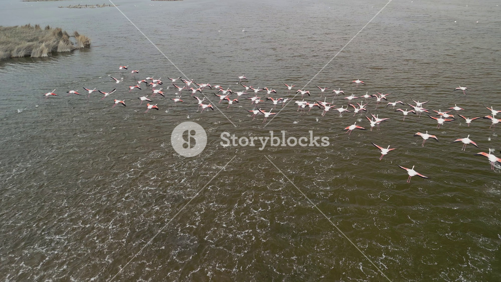 Aerial view slow motion of a big flock of flamingos lifting off the water in slow motion. Wings move rhythmically as birds rise together