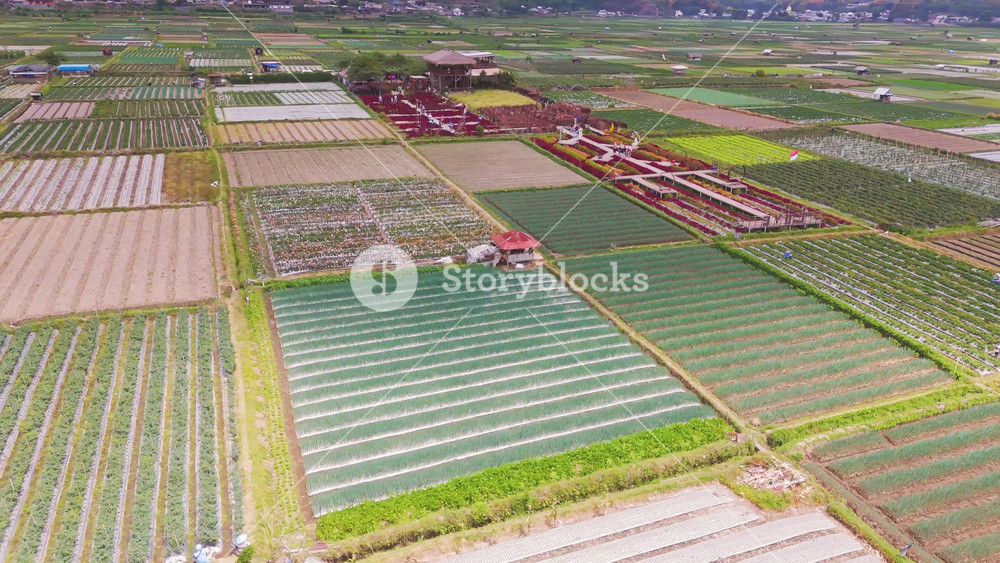 Aerial view of neatly arranged agricultural fields in Lombok, Indonesia. Vibrant green crops contrast with colorful flower gardens, creating