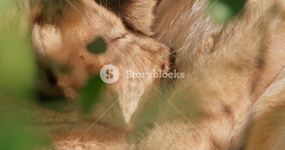 Extreme close up of a lion cub's (Panthera leo) head suckling its mother within the savannah during the morning in Kenya.