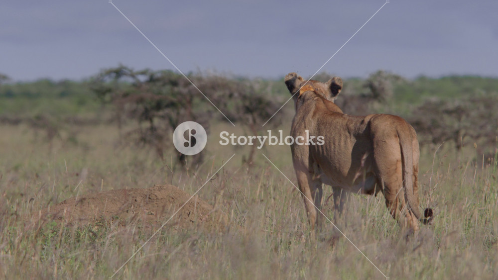 Long lens of a collared female lion (panthera leo) scanning the surrounding savannah grassland below at morning in Africa.