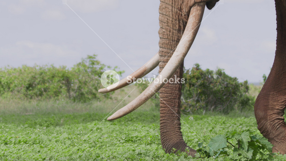 Close up tilt shot of an african elephant's (Loxodonta africana) head while it grazes through vegetation during the morning in Africa.