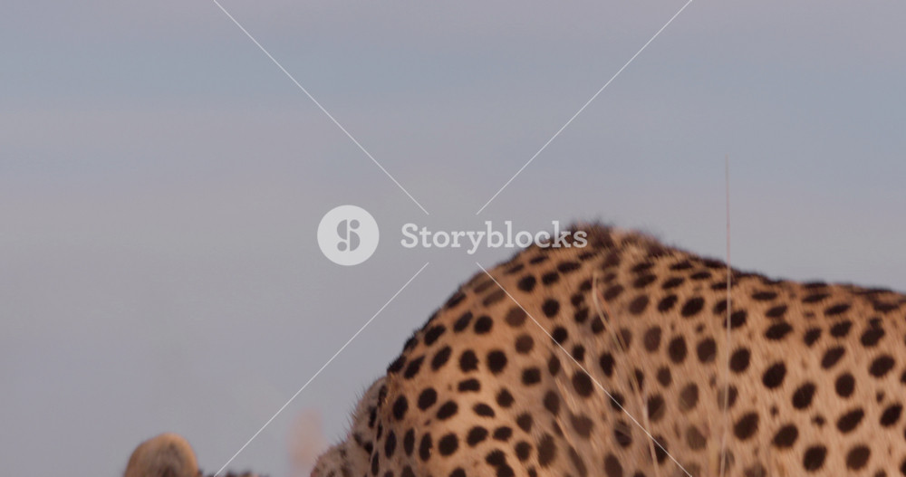 Close up shot of a coalition of cheetah's (Acinonyx jubatus) bodies during a feeding frenzy in the grasslands of kenya during morning