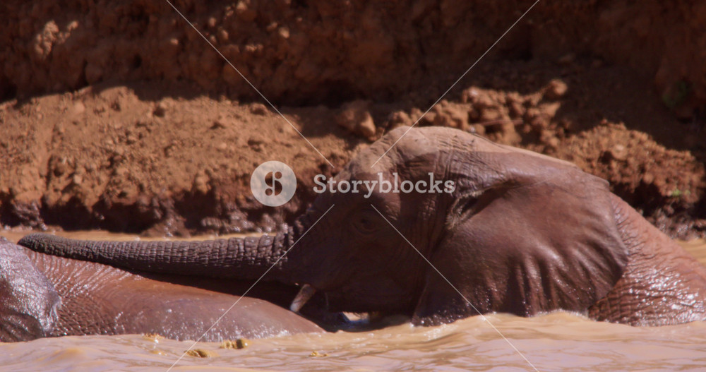 Wide of baby African Bush Elephants (Loxodonta africana) wrestling each other in a waterhole in the savannah at midday in Kenya