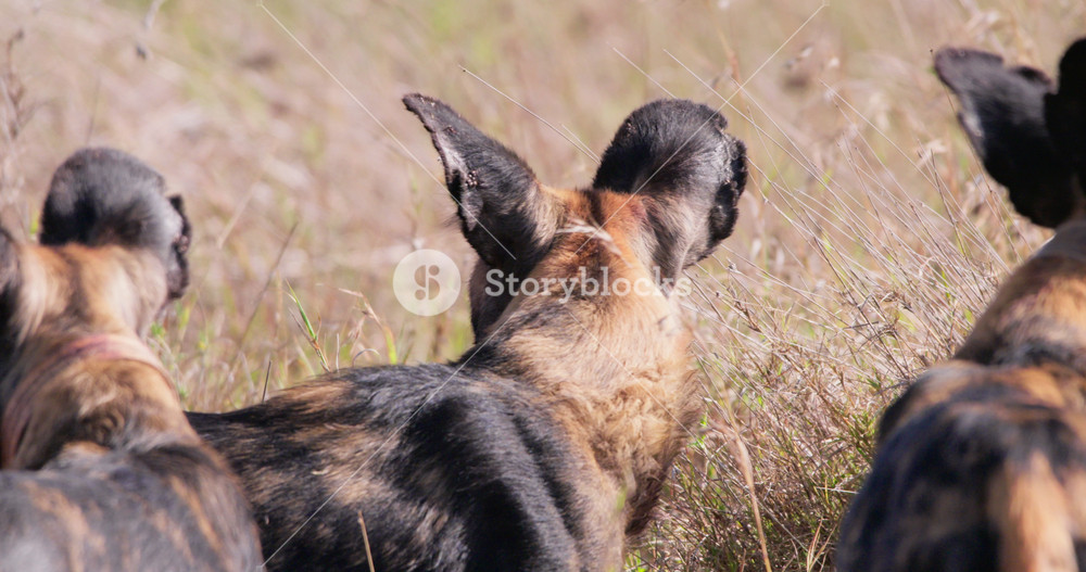 Close up of three African wild dog (Lycaon pictus) heads clustered together scanning the grassland savannah in afternoon in Kenya