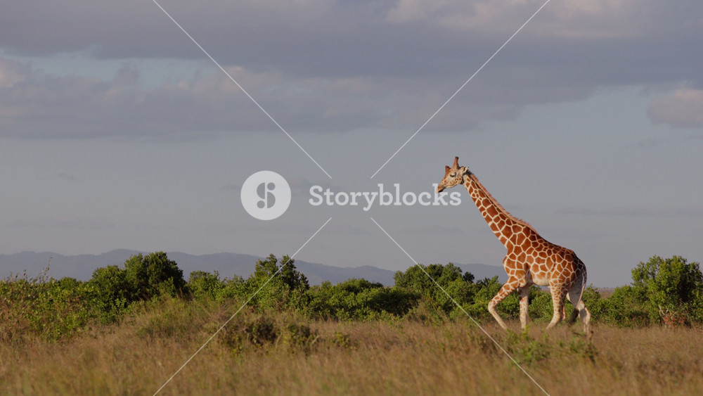 Very wide gimbal tracking of solitary Reticulated giraffe (Giraffa c. reticulata) walking in savannah with birds fly by in morning in Kenya