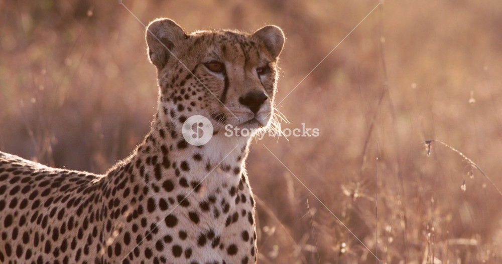 Close up pan of one-eyed cheetah's (Acinonyx jubatus) head as it tracks prey in the savannah at sunrise in Kenya.