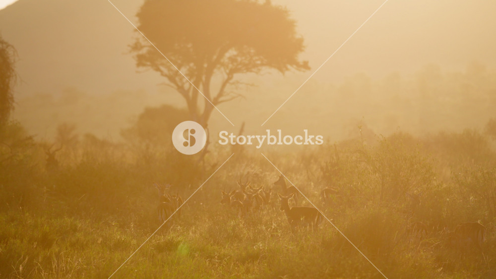 Very wide gimbal parallax of herd of Impalas (Aepyceros melampus) grazing with bird flying between them within savanna sunrise savanna Kenya