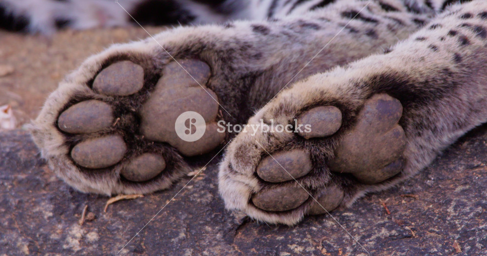Extreme close-up of a Leopards (Panthera pardus) paw resting on a rock in the dry savannah grassland at midday in Kenya
