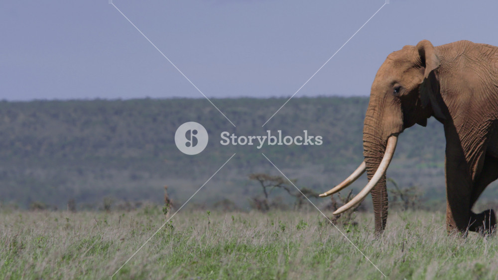 Long lens of an african elephant (Loxodonta africana) walking through the grasslands during the morning in Africa.