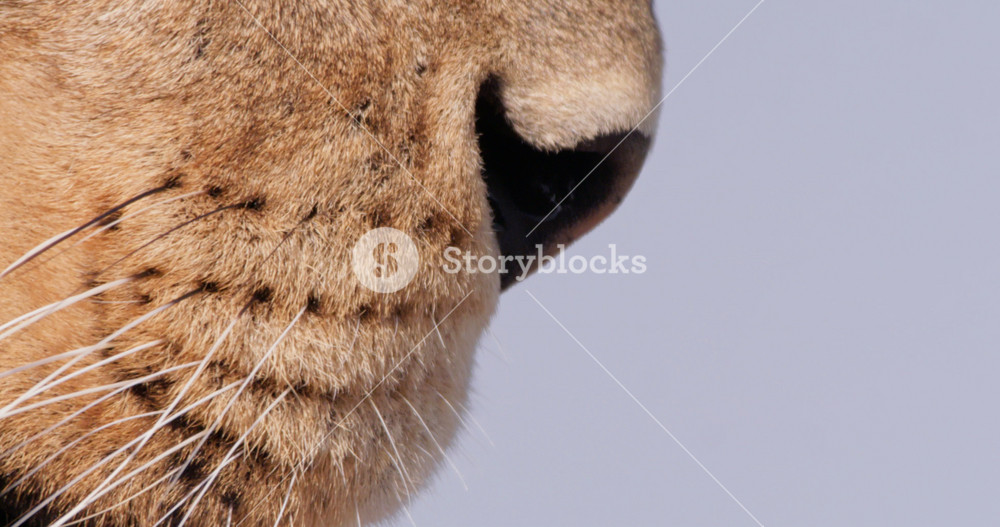 Close up tilt shot of a lion's (Panthera leo) nose and mouth as it surveys the surroundings during the morning in Kenya.