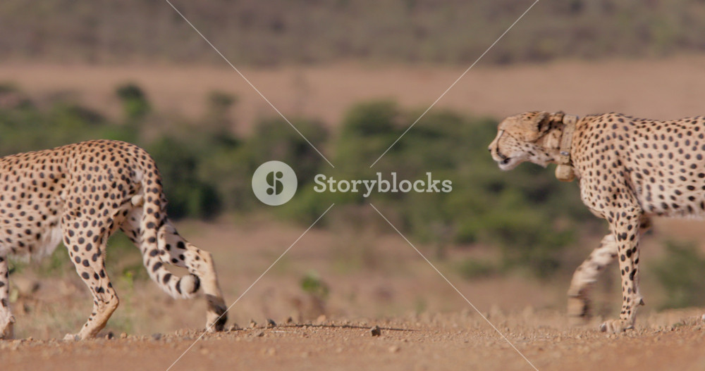 Wide shot of a coalition of cheetahs (Acinonyx jubatus) strutting across a road as the sun is blazing after midday in a kenyan grassland