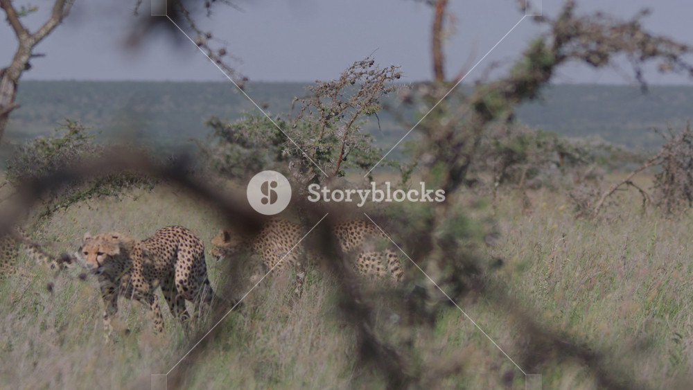 Long lens pan of a coalition of cheetahs (Acinonyx jubatus) walking through thorny bushes and scan the area during the morning in Africa.
