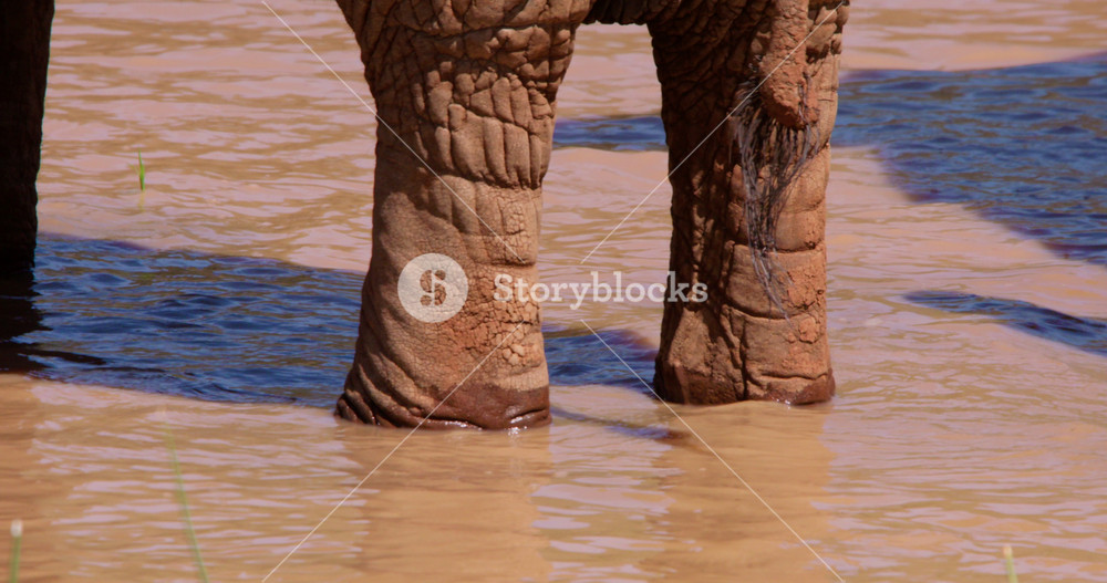 Extreme close-up of an African Bush Elephant (Loxodonta africana) legs standing in a waterhole in the savannah under hot midday sun in Kenya