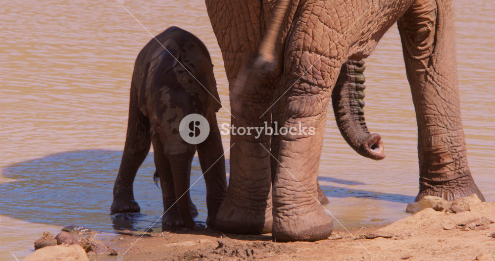 Close-up of a baby African Bush Elephant ( Loxodonta africana) body in a waterhole in the savannah grassland at midday in Kenya