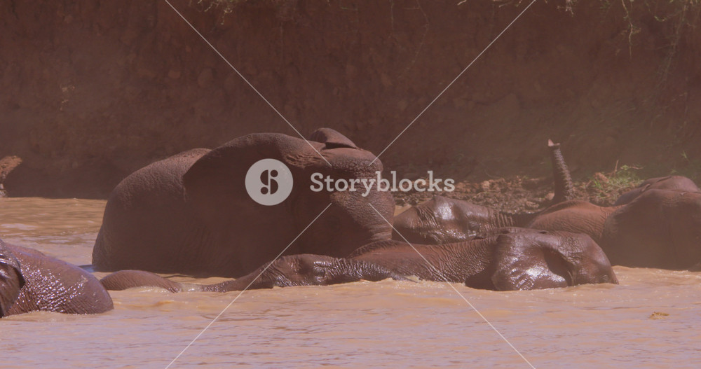Very wide of a herd of African Bush Elephants (Loxodonta africana) bathing in a waterhole in the savannah at midday in Kenya
