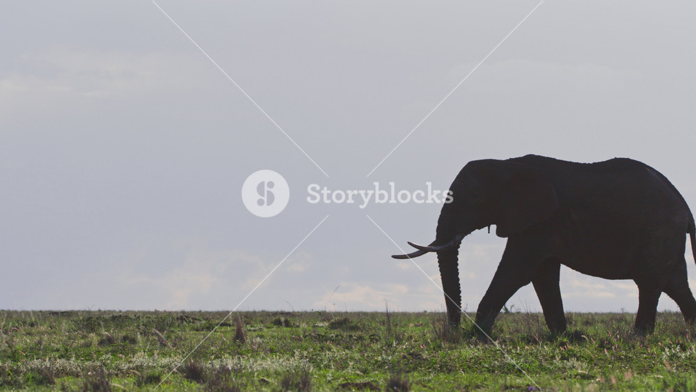 Silhouette wide shot of an elephant (Loxodonta africana) walking and grazing through the savannah during the afternoon in Africa.