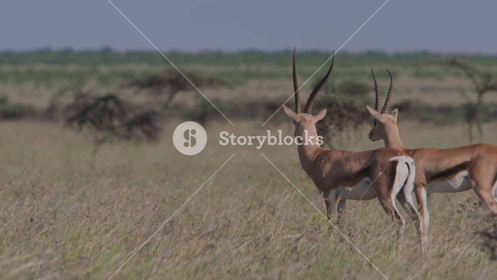 Long lens of two Thomson's gazelles (Eudorcas thomsonii) starring across the savannah alert of predators during the morning in Africa.