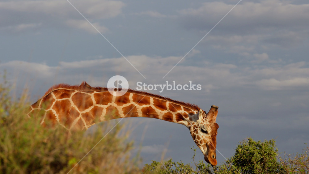 Wide gimbal tracking of solitary male Reticulated giraffe (Giraffa c. reticulata) browsing in savannah in cloudy morning in Kenya