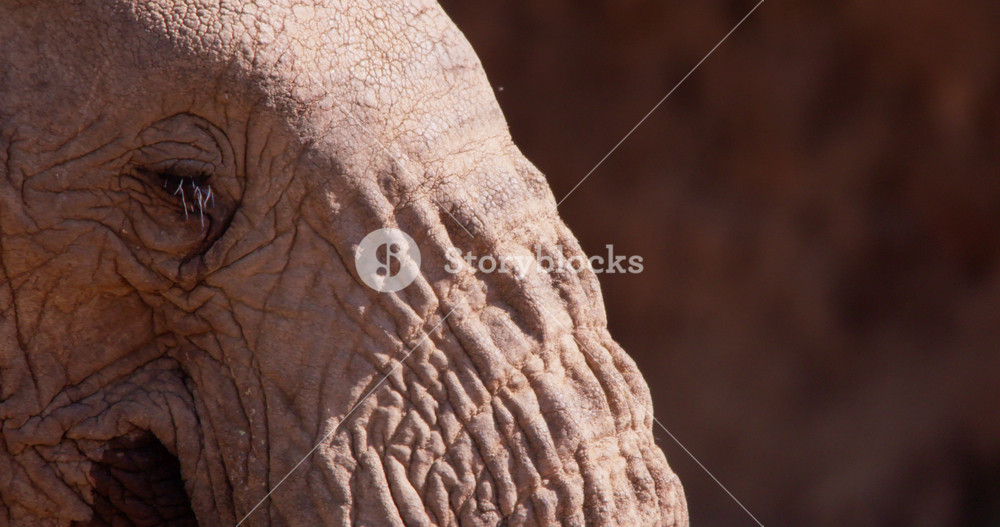 Extreme close-up pan of an African Bush Elephant (Loxodonta africana) wrinkled face scanning around in the savannah at midday in Kenya