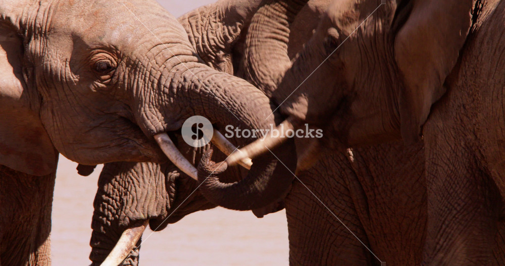 Close-up of baby African Bush Elephant (Loxodonta africana) heads locking tusks at waterhole in the savannah grassland at midday in Kenya