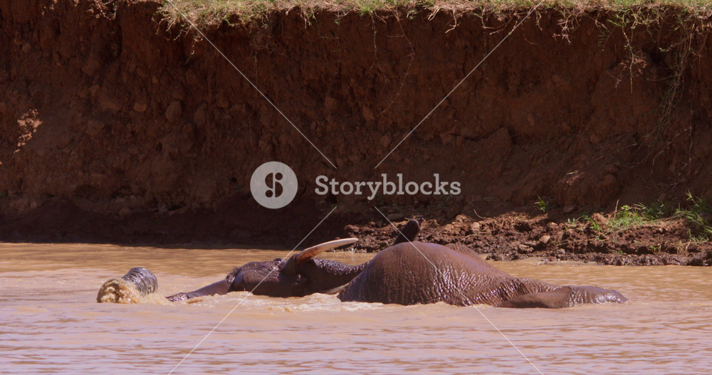 Wide of a pair of African Bush Elephants (Loxodonta africana) wrestling in a waterhole in the savannah grassland at midday in Kenya