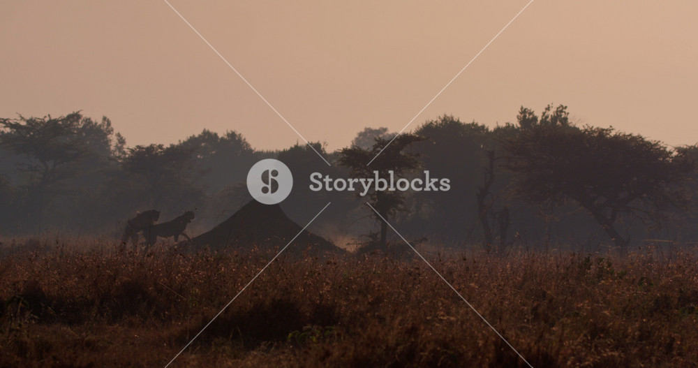 Extreme wide shot of a pair of cheetahs (Acinonyx jubatus) playful display and walking up a anthill during a misty morning in kenyan plain