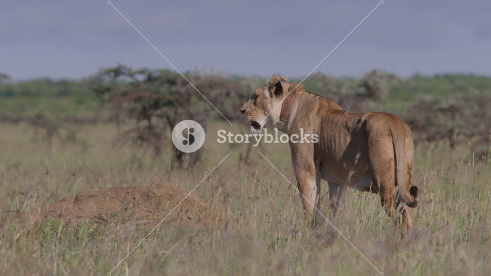 Long lens of a collared female lion (panthera leo) scanning the surrounding savannah grassland at morning in Africa.